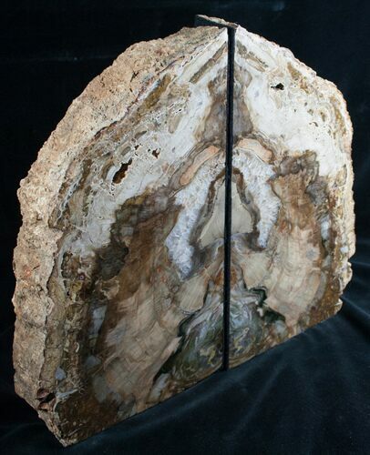 Madagascar Petrified Wood Bookends - Tall, Wide #7616
